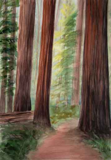  California Redwoods